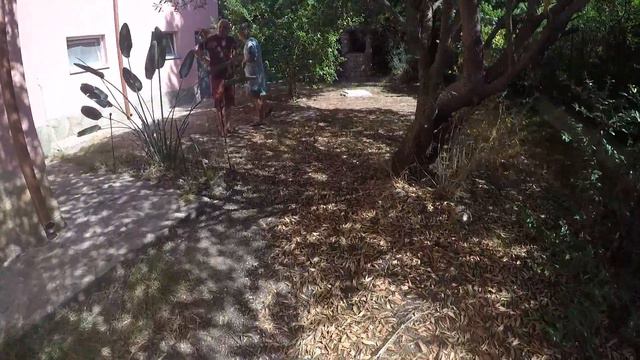 Черепахи во дворе смотреть онлайн