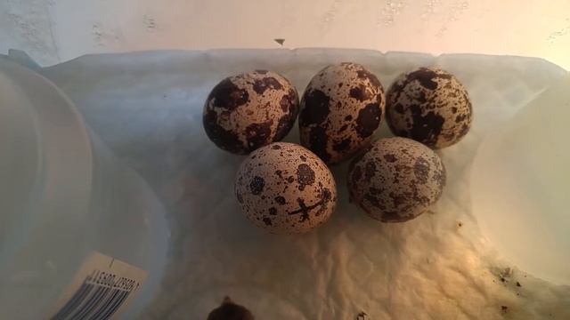У нас теперь стая! Есть второе рождение! Разведение перепелов и инкубирование на батарее в квартире смотреть онлайн