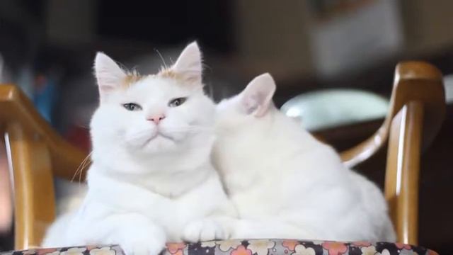 Белые Кошки моют друг друга смотреть онлайн