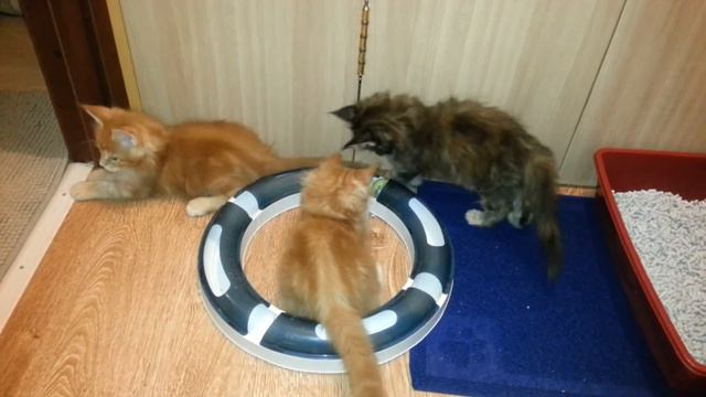 котята мейн кун смотреть онлайн