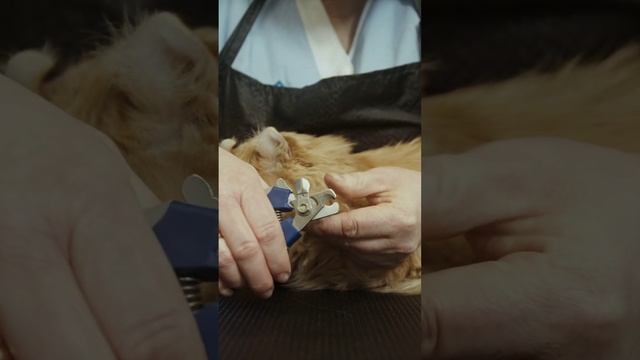 how to trim cat nails #cat #nails #trimmer смотреть онлайн