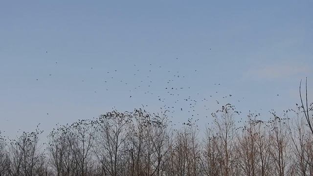 Нашествие свиристелей. смотреть онлайн