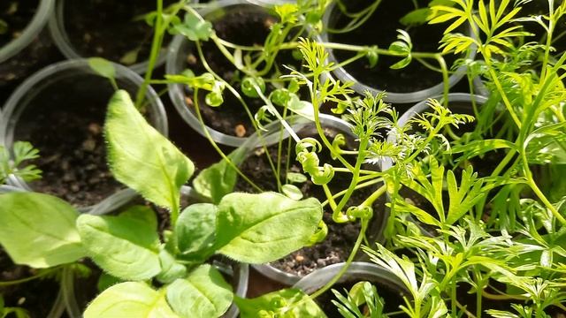 Лютики-цветочки у меня в садочке. смотреть онлайн