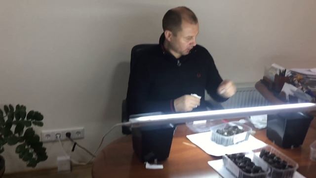 Размножение эксклюзивных сортов земляники смотреть онлайн