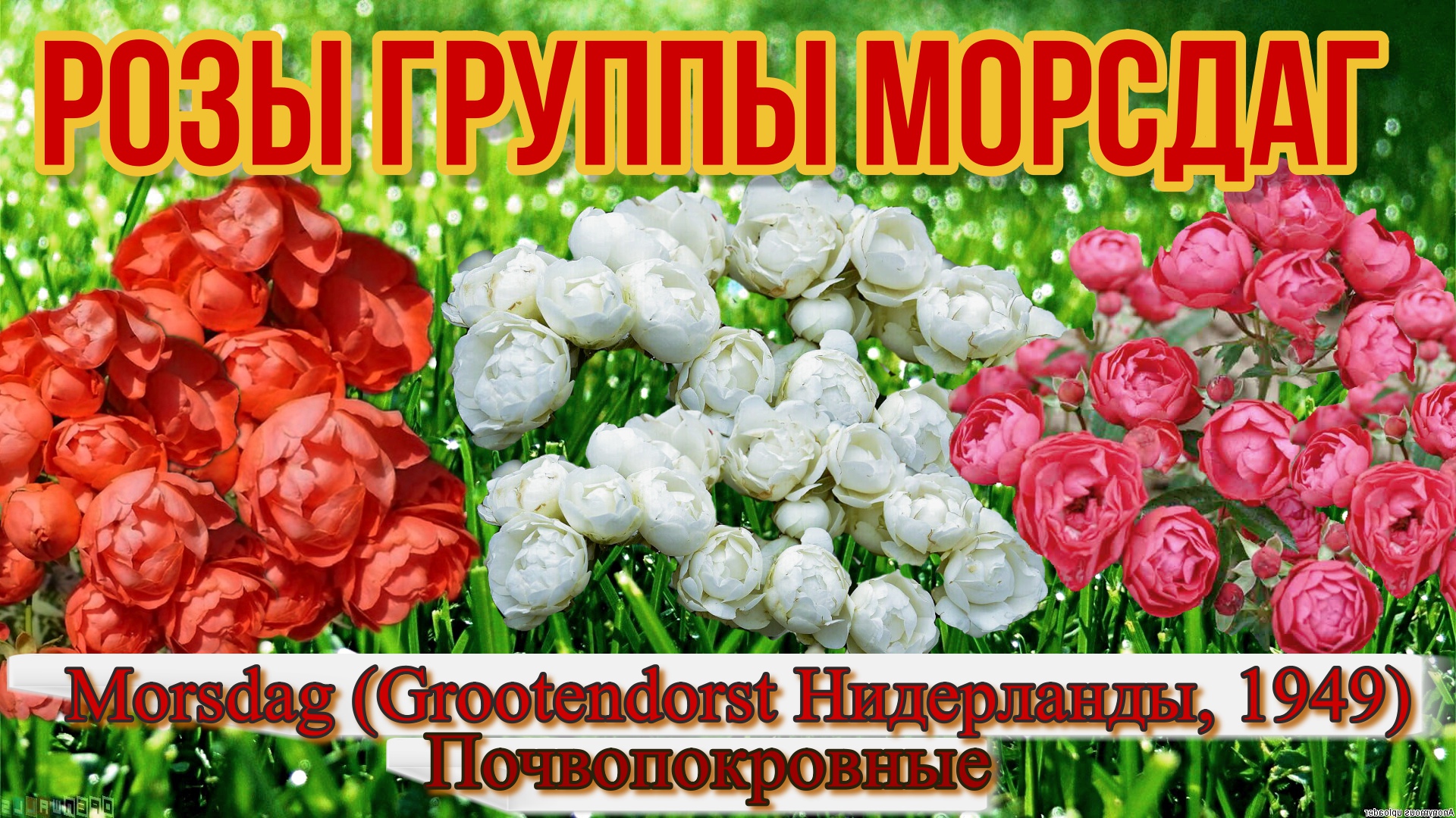 Розы группы Морсдаг ( Почвопокровные) Morsdag (Grootendorst Нидерланды, 1949)_.mp4 смотреть онлайн