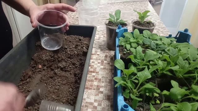 Вытягивается рассада петунии. Перевалка растений. смотреть онлайн