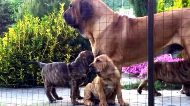 Фила Бразилейро    Fila Brasileiro