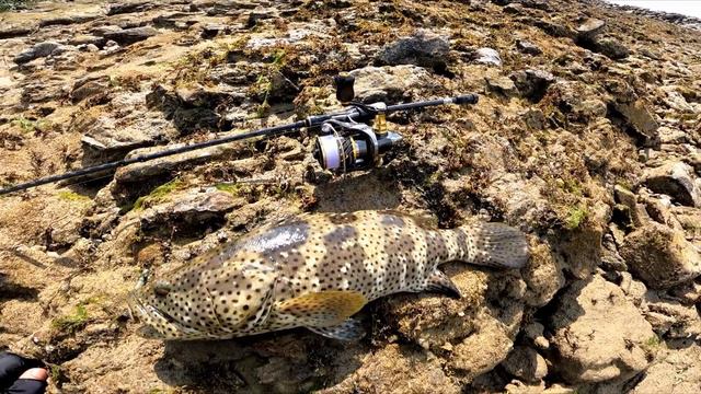 Unexpected Catch on Ajing Tackle - St. John's Island Fishing - Catch and Cook смотреть онлайн