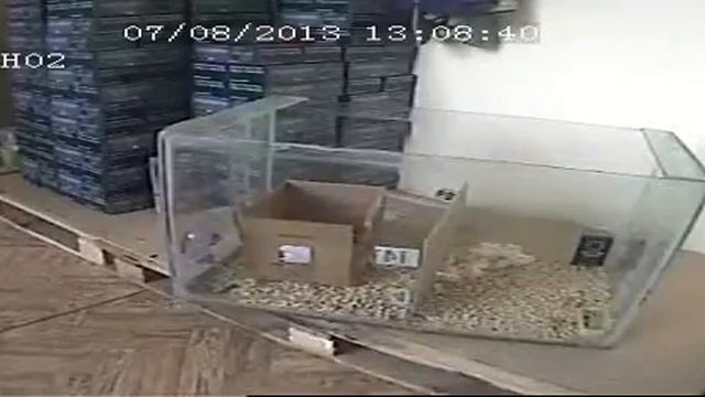 Тестирование отпугивателя грызунов ГРАД А 550 УЗ 2