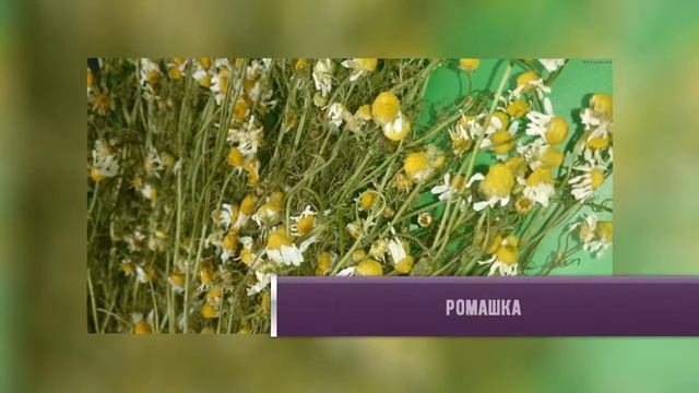 Как вылечить печень с помощью трав? смотреть онлайн