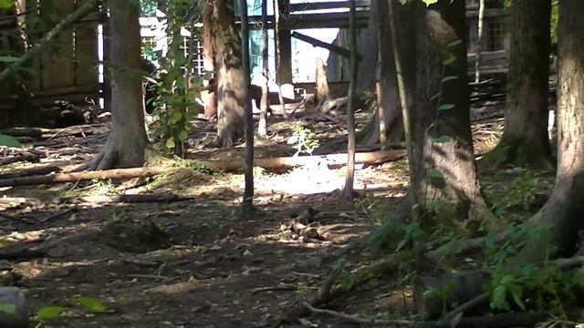 Кьяра и Коллинз работа по кабану   в паре диплом 1й степени