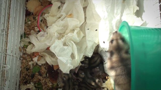 Джунгарские хомячки (0-16 дней) смотреть онлайн