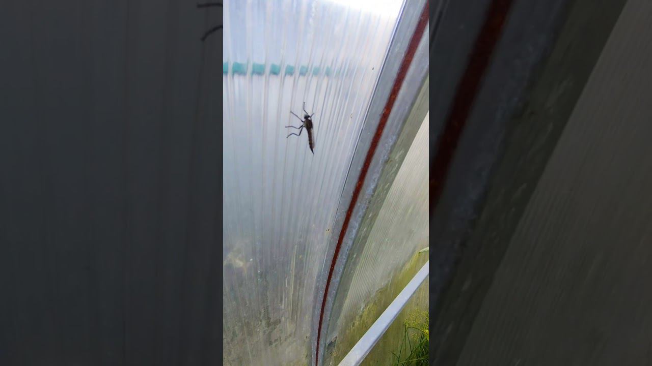 БОРЬБА со СЛИЗЬНЯМИ #shorts #слизьни #улитки #борьба #slide #subscribe #подпишитесь #борьбаслизьнями