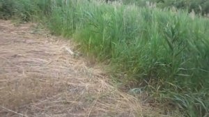 Бензокоса -Могилев КМ5500 жестких условиях