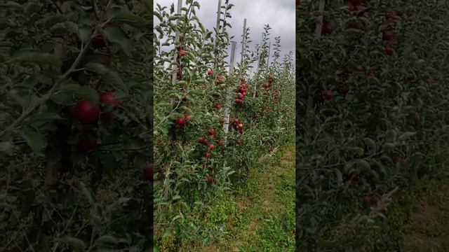 Ред Джона принц та Фуджі фубракс. смотреть онлайн