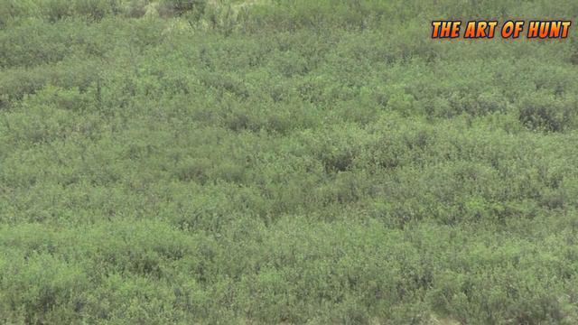 Hunters' confrontations with the fiercest predator bears are breathtaking scenes смотреть онлайн