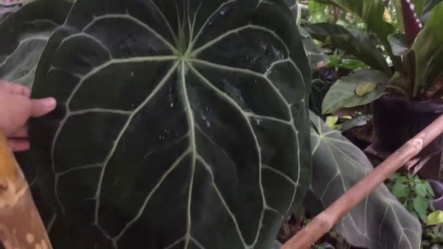 POHON KUPING GAJAH ATAU MAGNIFIKUM смотреть онлайн
