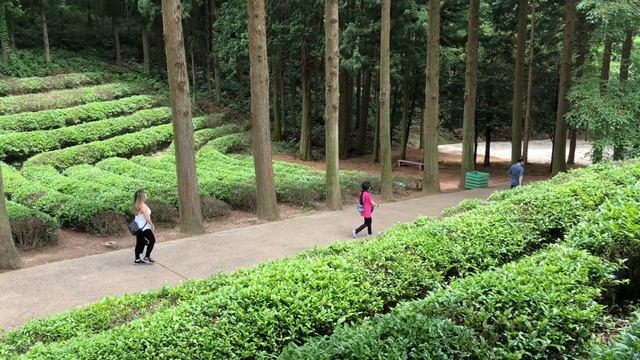 Buying Jindo in Jindo Island, Korea смотреть онлайн