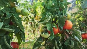 Огород в США. Юсуповские помидоры тоже растут.