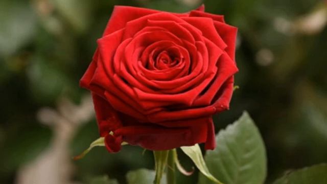 Роза Ред Наоми (Red Naomi) — описание голландского сорта смотреть онлайн