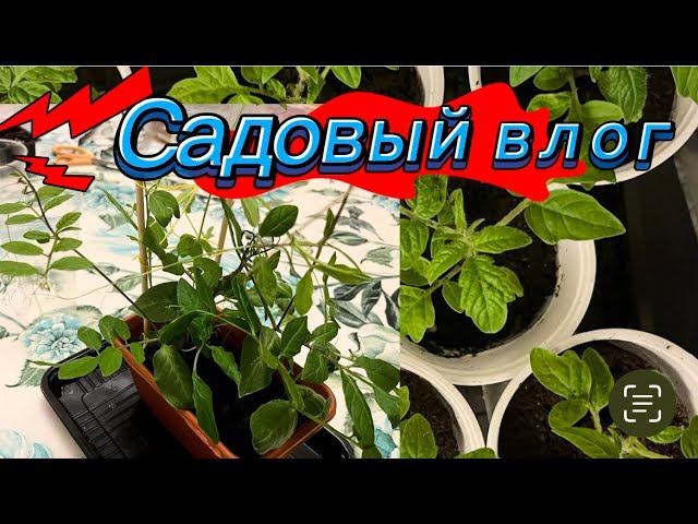Садовый влог / Первая рассада / Сто взошло и что нет / Семена с 0 результатом и семена щеткой смотреть онлайн