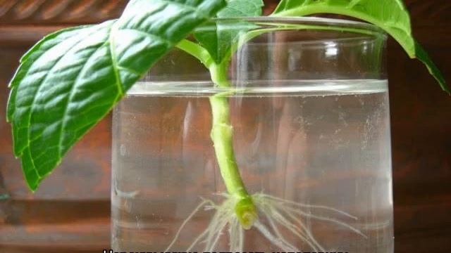 Гортензия Скайфолл (Hydrangea Paniculata Skyfall)
