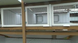 КРОЛИКИ КАЛИФОРНИЙСКОЙ ПОРОДЫ МЯСНАЯ ПОРОДА КРОЛИКОВ Кролики содержание и разведение