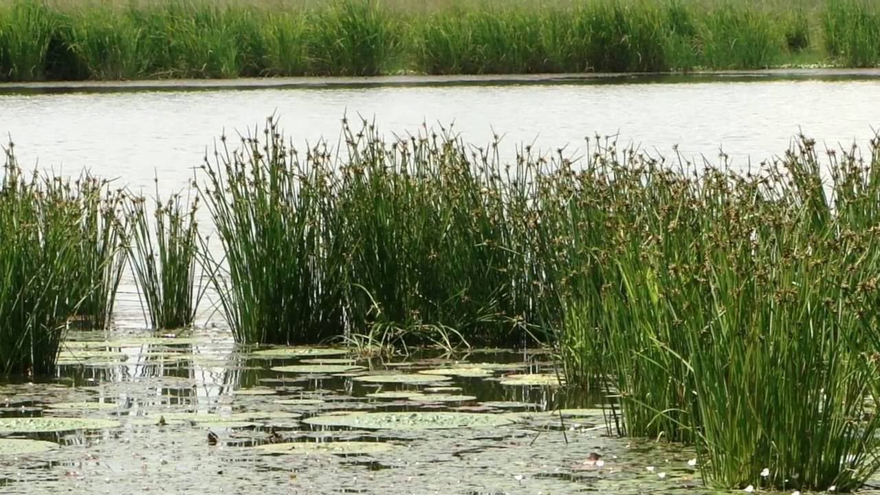 Водная растительность смотреть онлайн