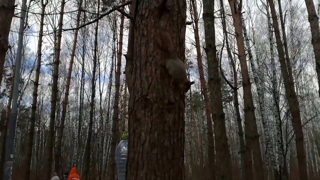 Белочки в лесу ручные и их кормление смотреть онлайн