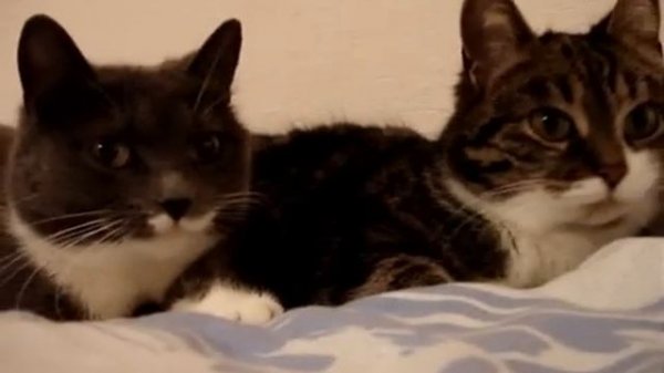 The two talking cats