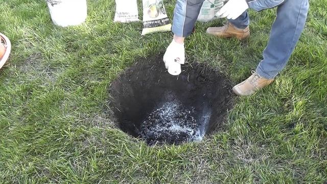 Как посадить катальпу - красивоцветущее дерево смотреть онлайн