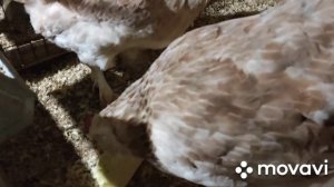 Куры породы Фавероль. Курочки Сибирские Петушки Уральские