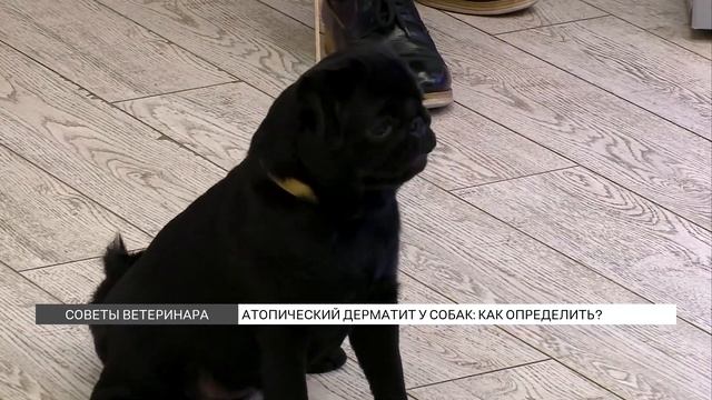 Атопический дерматит у собак: как лечить? смотреть онлайн