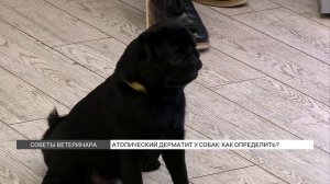 Атопический дерматит у собак: как лечить?