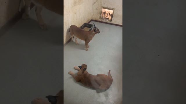 Разборки смотреть онлайн