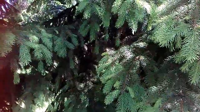 В городском парке, Полтава, ели, голубые ели, сосны, молодые побеги