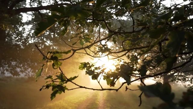 5 мая - День Луки. Что нельзя делать 5 мая. Народные традиции и приметы и суеверия. Обряды и молитв смотреть онлайн