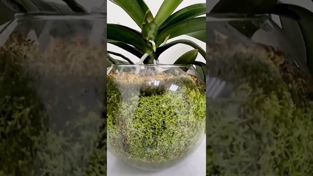 Счастливые орхидеи смотреть онлайн