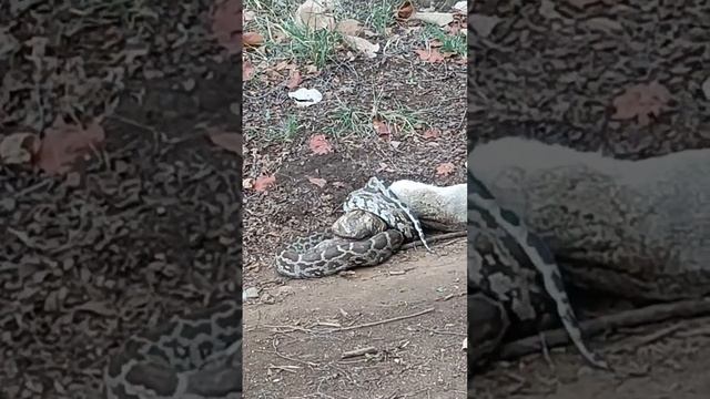 Game of life and death python and jungle hare z-4 ranthambhore смотреть онлайн