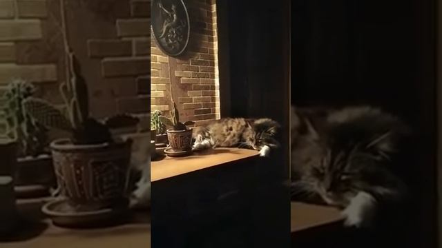 Доброй ночи!?Спокойного сна?Наш друг сердечный Кузя желает ВАМ? смотреть онлайн