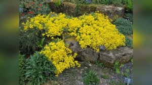 Алиссум скальный