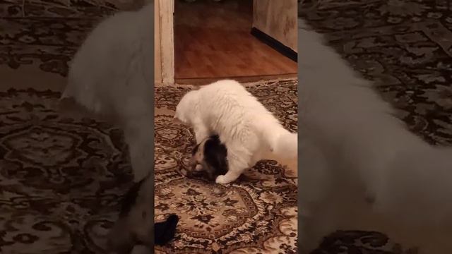 мени той терьер и котёнок смотреть онлайн