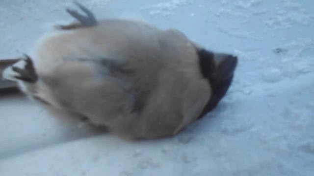 Снегирь умирает? (лат. Pyrrhula pyrrhula) смотреть онлайн