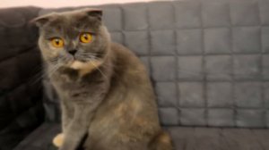 Что Внутри? Смотри -  Влог Пиги и как бы живых зверей