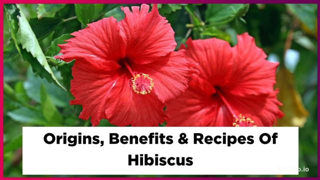 Natural Beauty & Botanical Ingredients: "Hibiscus" (Ep.4) Benefits Of Hibiscus смотреть онлайн
