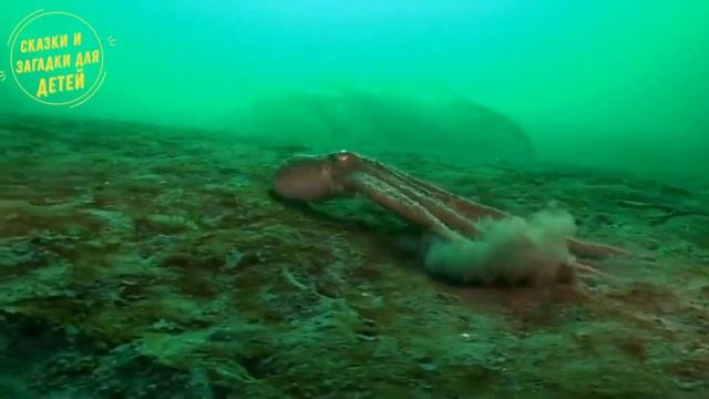 Чудовище с щупальцами / Буквы в Историях / Сказки и загадки для детей смотреть онлайн