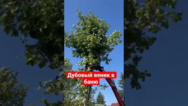 Букет цветов или Веник в Баню #дача #строительство #благоустройство #сад #дачныйвлог #экскаватор смотреть онлайн