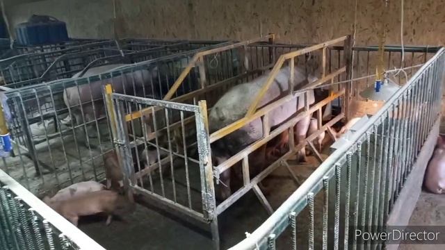 Почему Всех свиноматок на мясо??? Выбраковка свиноматок/// Как и Почему это делаю???? смотреть онлайн