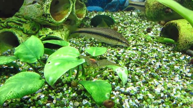 Дальневосточная пресноводная креветка в аквариуме. (PALAEMONETES SINENSIS) смотреть онлайн