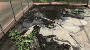 Как поливаю арбузы в теплице